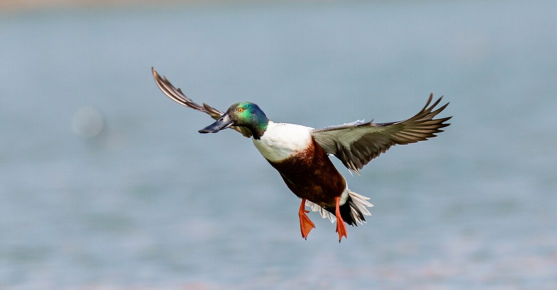 northern-shoveler