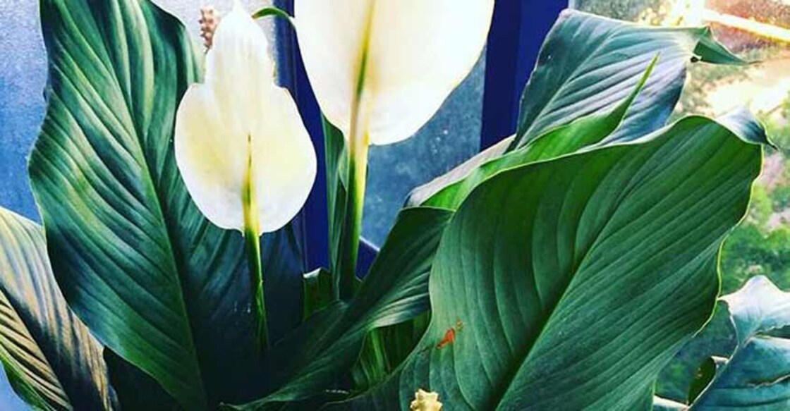 If you are planning to purchase an air purifier with your hard-earned money as air around you gets toxic, think again. According to health experts, air purifiers are not the only solution to keep your indoor air clean as the same job can be done by placing indoor plants like Peace lily or Boston Fern, along with keeping the environment dust-free.