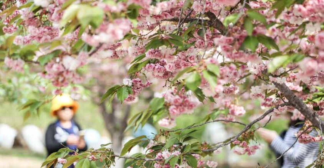 DALIAN, May 11, 2019 (Xinhua) -- Cherry blossoms are seen at the 203 Cherry Garden in Lyushunkou District of Dalian, a coastal city of northeast China\'s Liaoning Province, May 11, 2019. (Xinhua/Pan Yulong/IANS)
