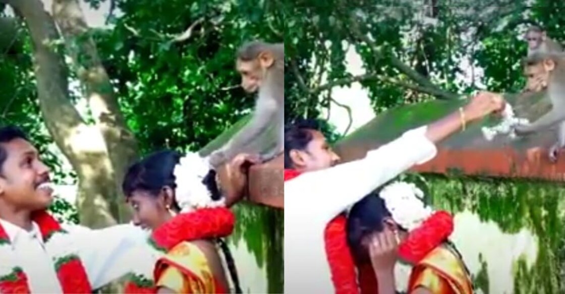 monkey-wedding