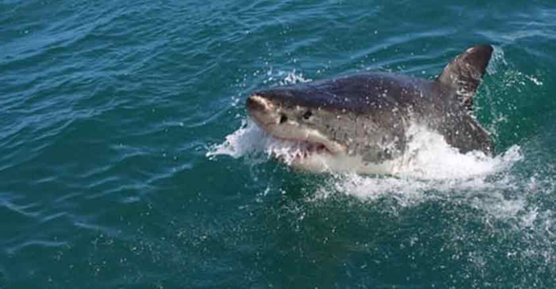 Shark.