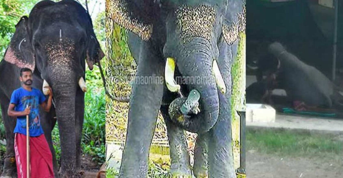 A tusker's heartbreaking amends for its deadly mistake A tusker's heartbreaking amends for its deadly mistake