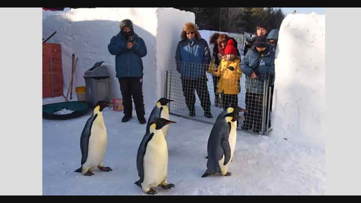 Climate change causing dwindling of emperor penguin colony?, Lifestyle  News