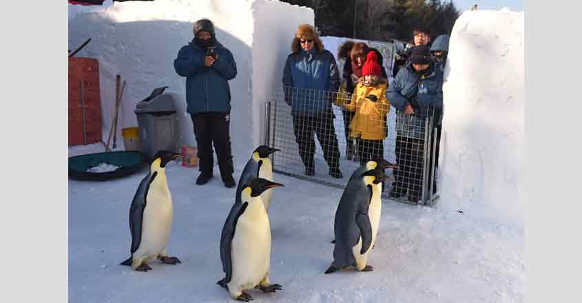 emperor penguin