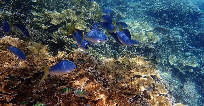 The Great Barrier Reef.
