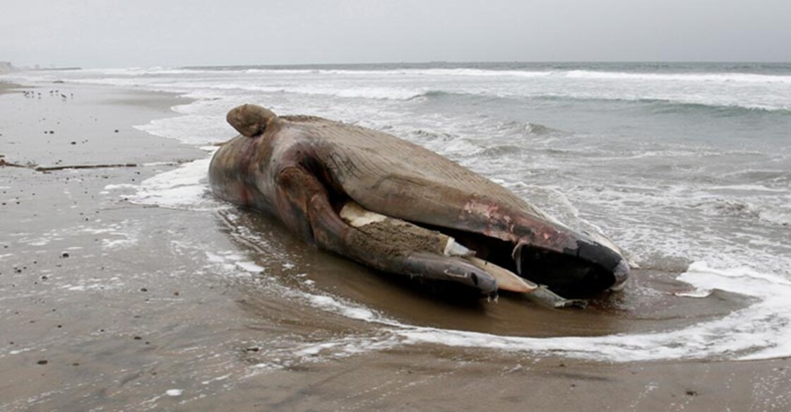 ALASKA-WHALES