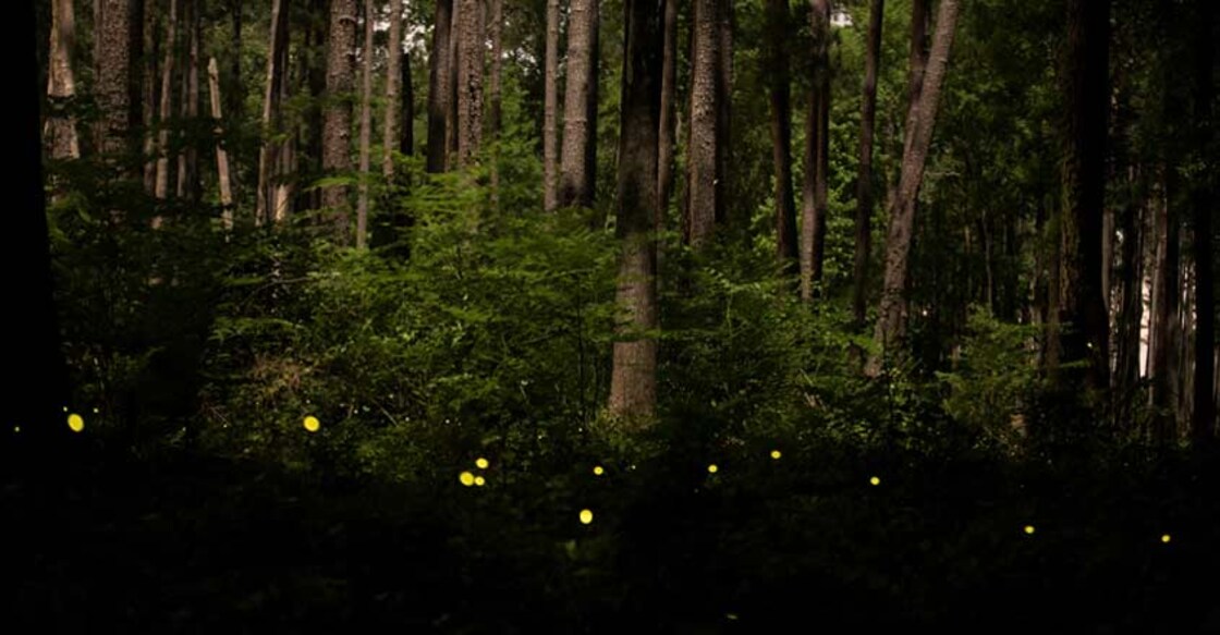 USA-MEMORIAL-DAY-FIREFLIES