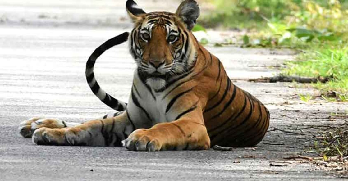 tiger-population