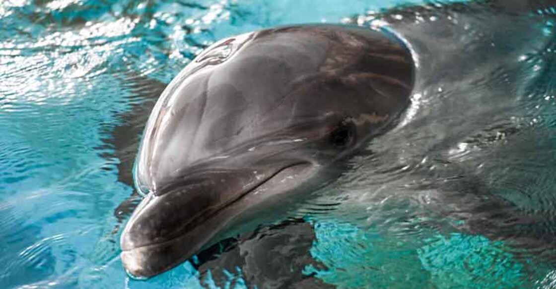bottlenose-dolphin