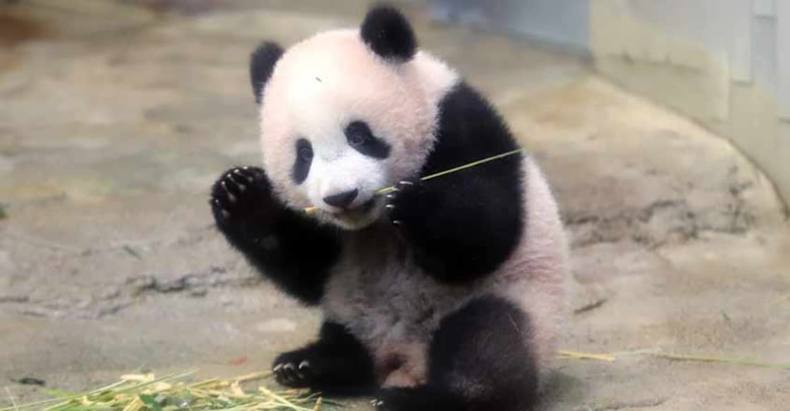 TOKYO, Dec. 19, 2017 (Xinhua) -- Photo taken on Dec. 18, 2017 shows giant panda cub Xiang Xiang at Tokyo's Ueno Zoological Gardens, Japan. A ceremony was held on Monday at Tokyo's Ueno Zoological Gardens to mark the upcoming public debut of giant panda cub Xiang Xiang. (Xinhua/IANS) TOKYO, Dec. 19, 2017 (Xinhua) -- Photo taken on Dec. 18, 2017 shows giant panda cub Xiang Xiang at Tokyo's Ueno Zoological Gardens, Japan. A ceremony was held on Monday at Tokyo's Ueno Zoological Gardens to mark the upcoming public debut of giant panda cub Xiang Xiang. (Xinhua/IANS)