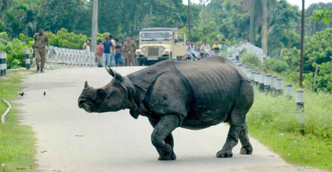 Tezpur: Forest officials drive away a rhino which strayed away from Kaziranga National Park in Tezpur of Assam on June 25, 2016. (Photo: IANS)