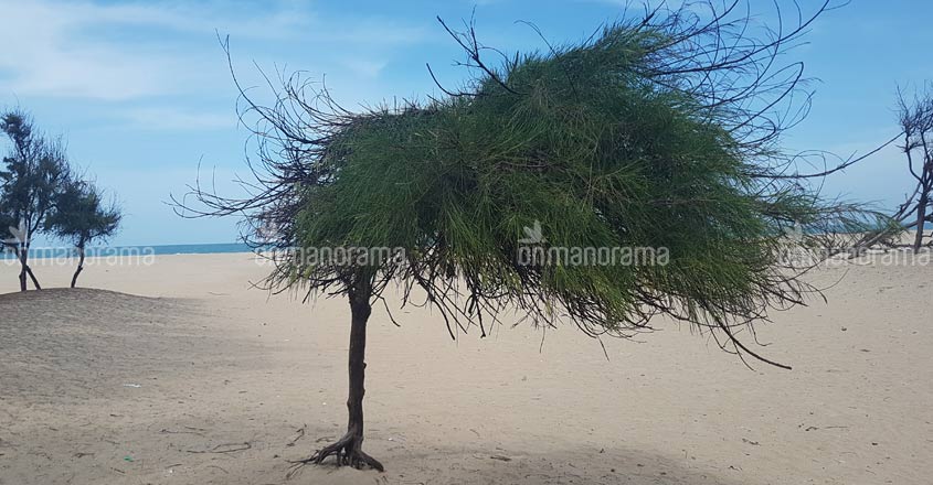 Lesson for parched Chennai from a Dhanushkodi village Lesson for parched Chennai from a Dhanushkodi village