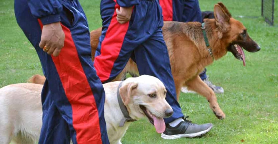 Kolkata: Dog squad of Kolkata Police during a training session in Kolkata on 29, 2017. (Photo: Kuntal Chakrabarty/IANS) Kolkata: Dog squad of Kolkata Police during a training session in Kolkata on 29, 2017. (Photo: Kuntal Chakrabarty/IANS)