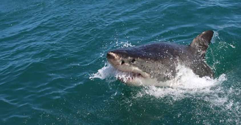 Shark. Shark.