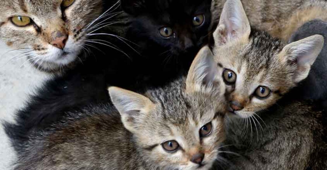 A litter of kittens with their mother. (File Photo: IANS)