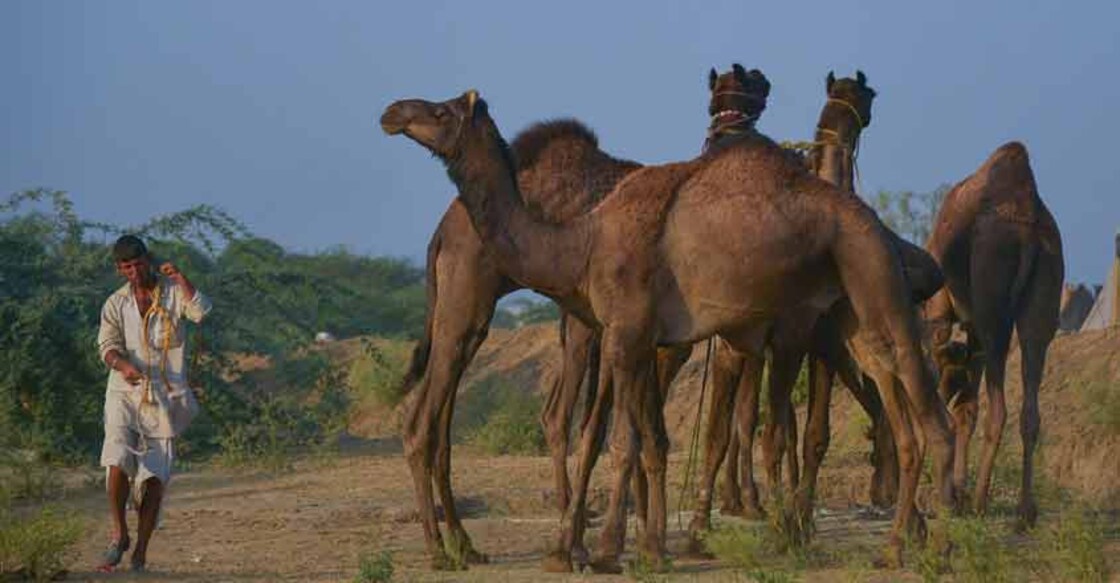 Pushkar: A man with his herd of camels ahead of Pushkar Camel Fair 2018 in Rajasthan on Nov 11, 2018. (Photo: Shaukat Ahmed/IANS)