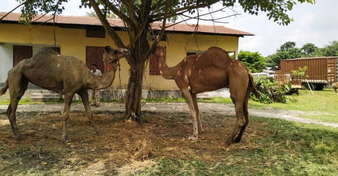 Dhula: Six camels seized from a local market at Dhula in Darrang district of Assam have kept the police busy for about last two weeks. The cops seized the animals from the Dhula market on August 11, a day ahead of the Bakar Eid. The locals believe that the camels were brought illegally from Rajasthan for slaughtering during the Bakra Eid. Although the animals were saved from slaughtering, they are now waiting for a court order to return home Rajasthan. (Photo: IANS) Dhula: Six camels seized from a local market at Dhula in Darrang district of Assam have kept the police busy for about last two weeks. The cops seized the animals from the Dhula market on August 11, a day ahead of the Bakar Eid. The locals believe that the camels were brought illegally from Rajasthan for slaughtering during the Bakra Eid. Although the animals were saved from slaughtering, they are now waiting for a court order to return home Rajasthan. (Photo: IANS)