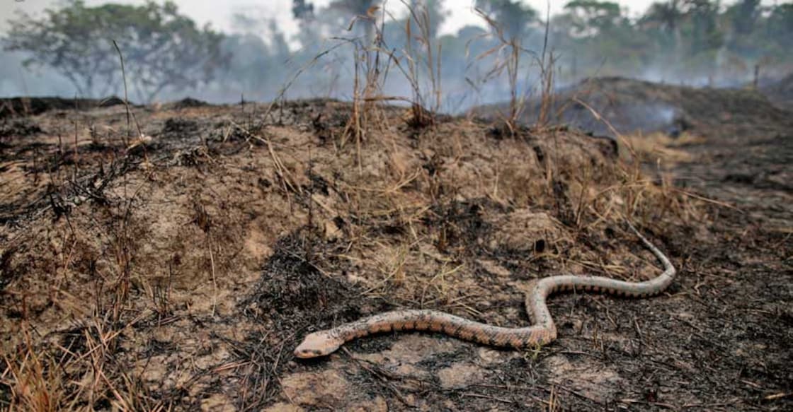 Why are the Amazon fires sparking a crisis for Brazil - and the world? Why are the Amazon fires sparking a crisis for Brazil - and the world?