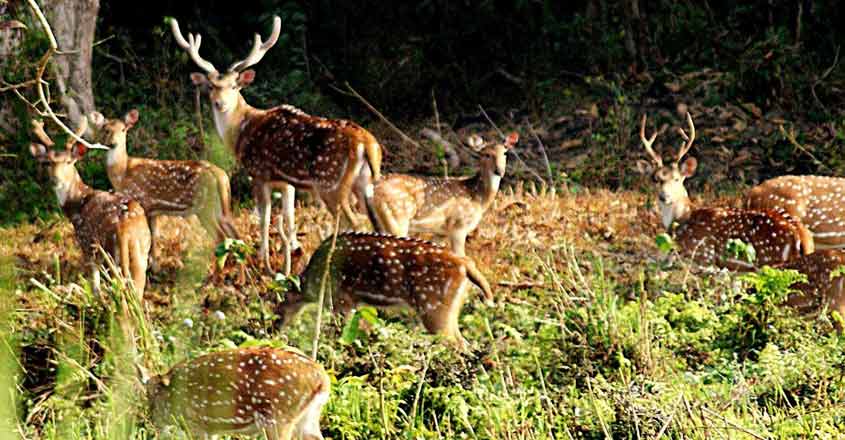 Deer playing at the Grumara National Park in West Bengal`s Jalpaiguri district. The park was declared the best among the protected areas in India by the Ministry of Environment and Forests for the year 2009. (Photo: IANS)