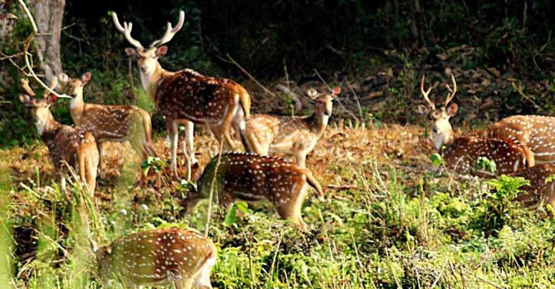 Deer playing at the Grumara National Park in West Bengal`s Jalpaiguri district. The park was declared the best among the protected areas in India by the Ministry of Environment and Forests for the year 2009. (Photo: IANS) Deer playing at the Grumara National Park in West Bengal`s Jalpaiguri district. The park was declared the best among the protected areas in India by the Ministry of Environment and Forests for the year 2009. (Photo: IANS)