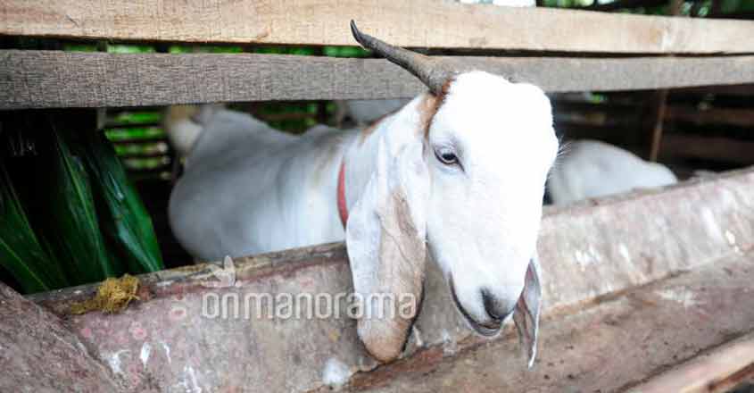 goat goat