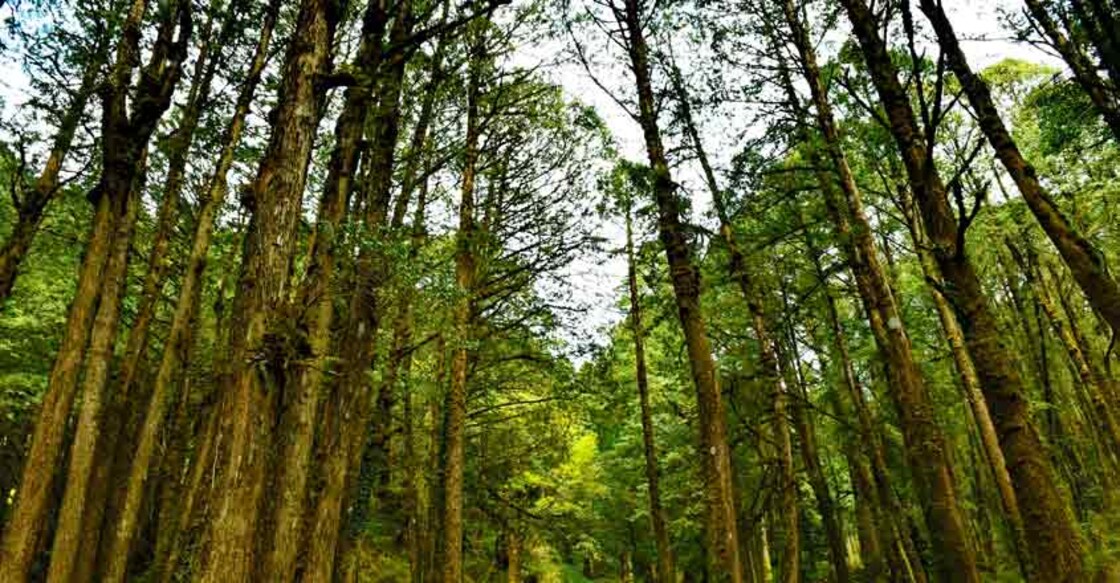 forest
