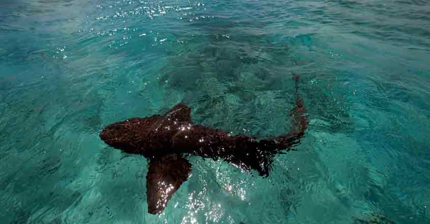shark shark