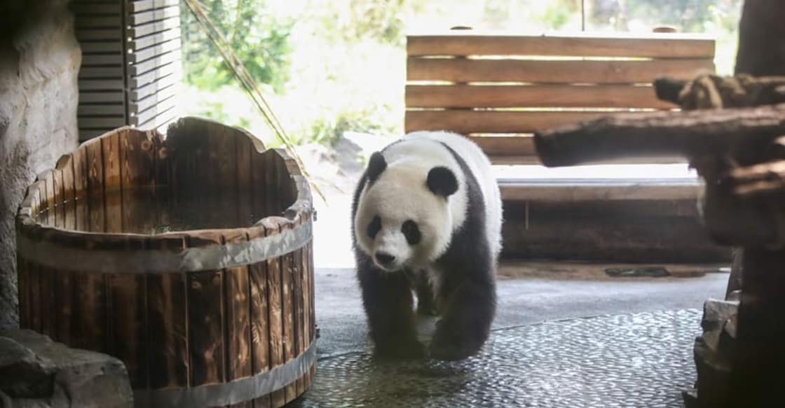 BERLIN, Aug. 15, 2019 (Xinhua) -- Photo taken on Aug. 14, 2019 shows panda Meng Meng at the Zoo Berlin in Berlin, capital of Germany. Zoo Berlin is getting ready to welcome one or two newborn panda cubs as experts say it\'s very likely that the 6-year-old panda Meng Meng is pregnant. (Xinhua/Shan Yuqi/IANS)