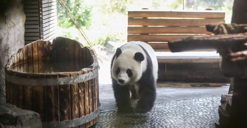 BERLIN, Aug. 15, 2019 (Xinhua) -- Photo taken on Aug. 14, 2019 shows panda Meng Meng at the Zoo Berlin in Berlin, capital of Germany. Zoo Berlin is getting ready to welcome one or two newborn panda cubs as experts say it\'s very likely that the 6-year-old panda Meng Meng is pregnant. (Xinhua/Shan Yuqi/IANS)