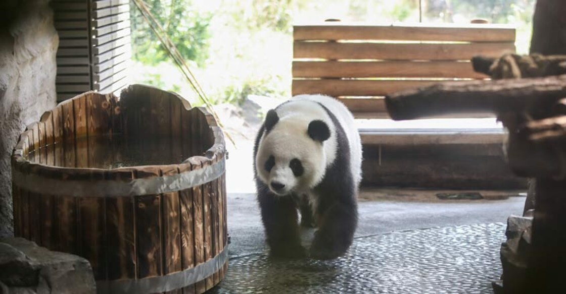 BERLIN, Aug. 15, 2019 (Xinhua) -- Photo taken on Aug. 14, 2019 shows panda Meng Meng at the Zoo Berlin in Berlin, capital of Germany. Zoo Berlin is getting ready to welcome one or two newborn panda cubs as experts say it\'s very likely that the 6-year-old panda Meng Meng is pregnant. (Xinhua/Shan Yuqi/IANS) BERLIN, Aug. 15, 2019 (Xinhua) -- Photo taken on Aug. 14, 2019 shows panda Meng Meng at the Zoo Berlin in Berlin, capital of Germany. Zoo Berlin is getting ready to welcome one or two newborn panda cubs as experts say it\'s very likely that the 6-year-old panda Meng Meng is pregnant. (Xinhua/Shan Yuqi/IANS)