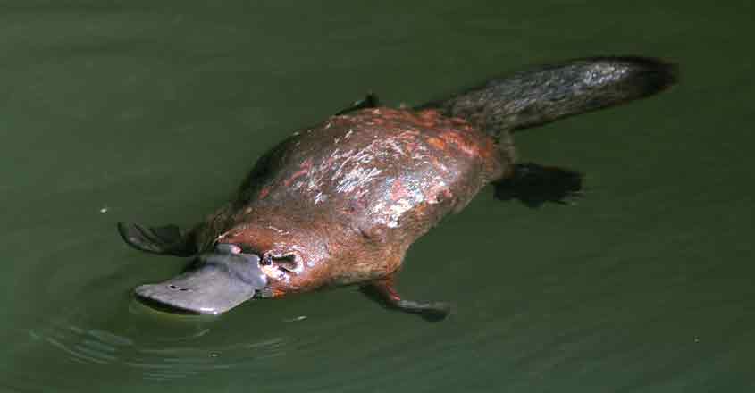 platypus