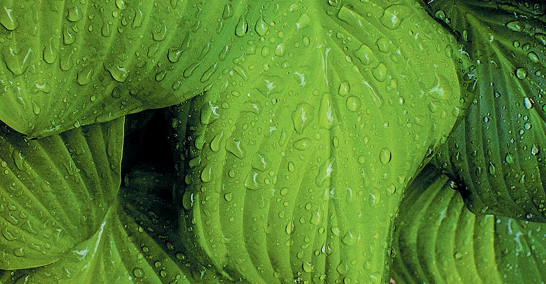 leaves leaves
