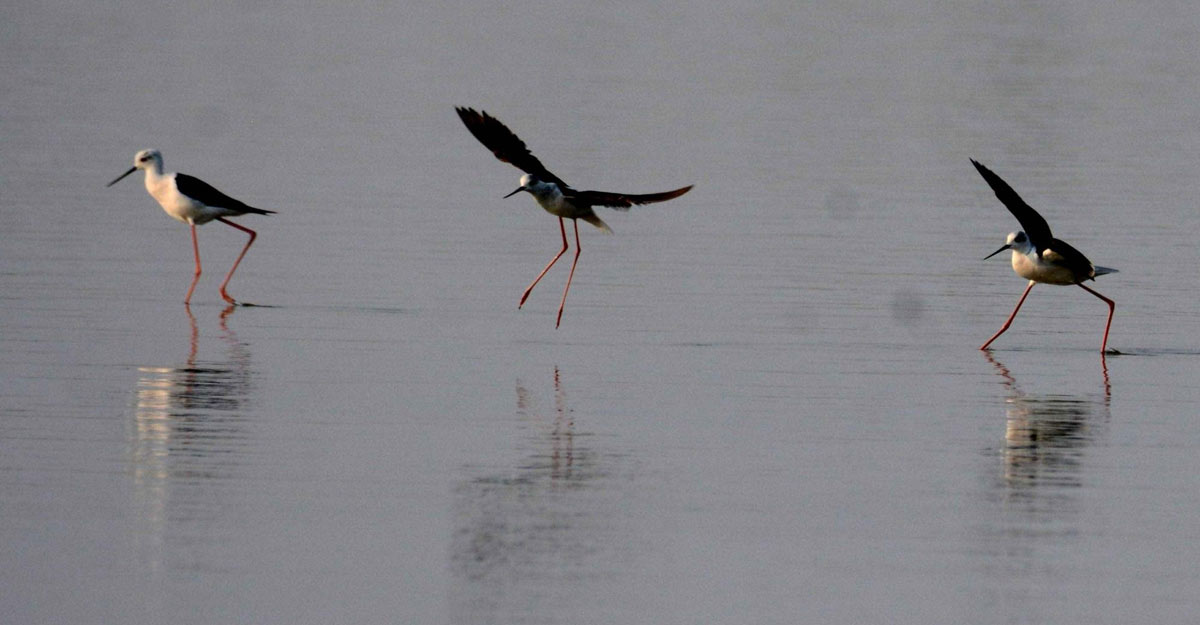 Patna: Migratory birds search for food in the Ganga river in Patna on May 14, 2020. (Photo: IANS)