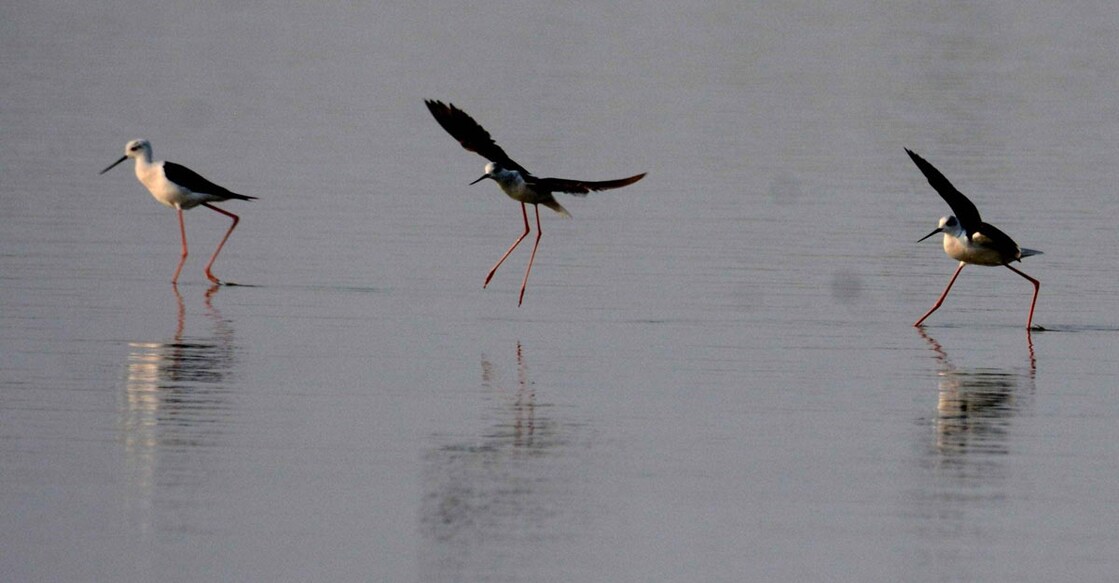 Patna: Migratory birds search for food in the Ganga river in Patna on May 14, 2020. (Photo: IANS) Patna: Migratory birds search for food in the Ganga river in Patna on May 14, 2020. (Photo: IANS)