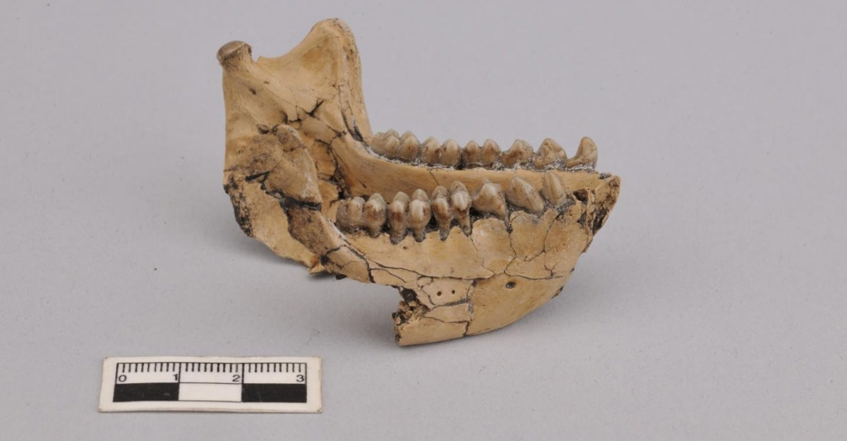 Fossils of 6.4 million-years-old monkey found in China.