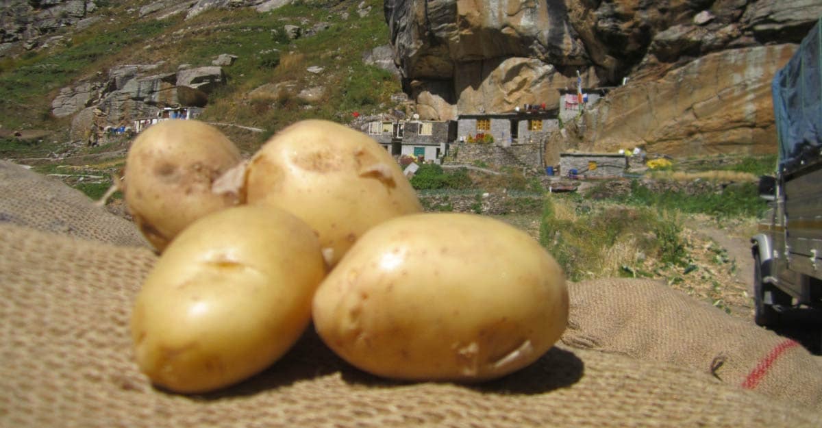 Potato grower Neeraj Negi in Koksar panchayat of the Lahaul Valley in Himachal Pradesh. Potato grower Neeraj Negi in Koksar panchayat of the Lahaul Valley in Himachal Pradesh.