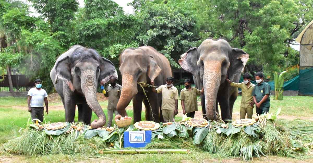 Elephants at Hyderabad Zoo Elephants at Hyderabad Zoo