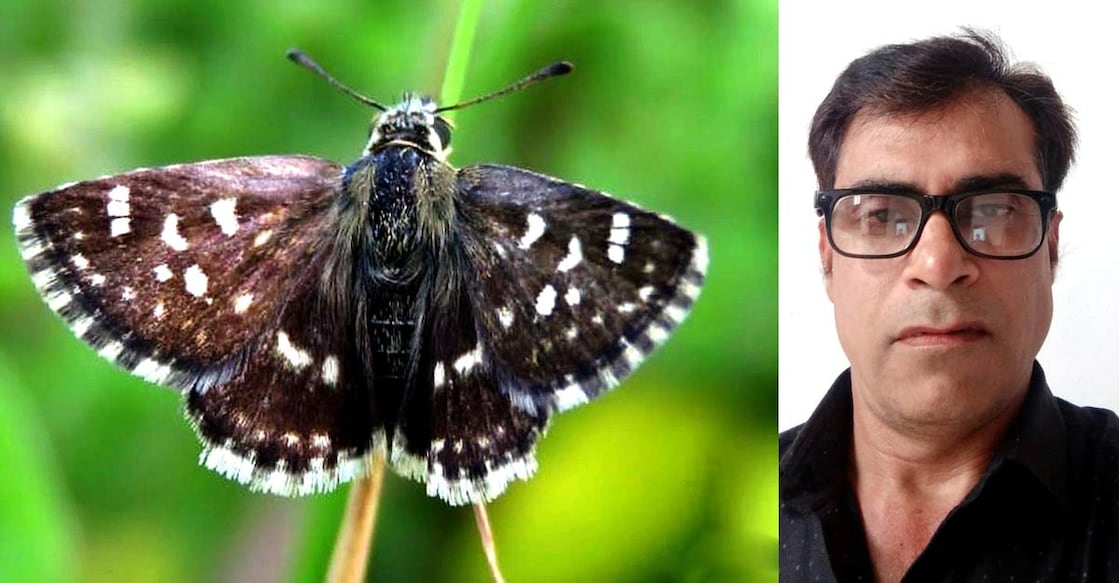 butterfly discovered by mukesh panwar