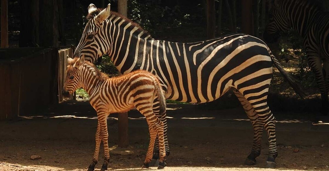 Zewbra foal is born in Mysuru Zoo story.
