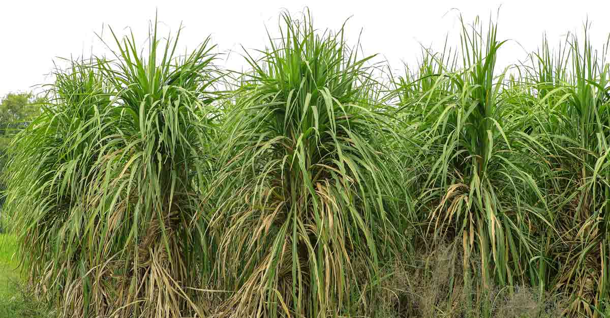 sugarcane
