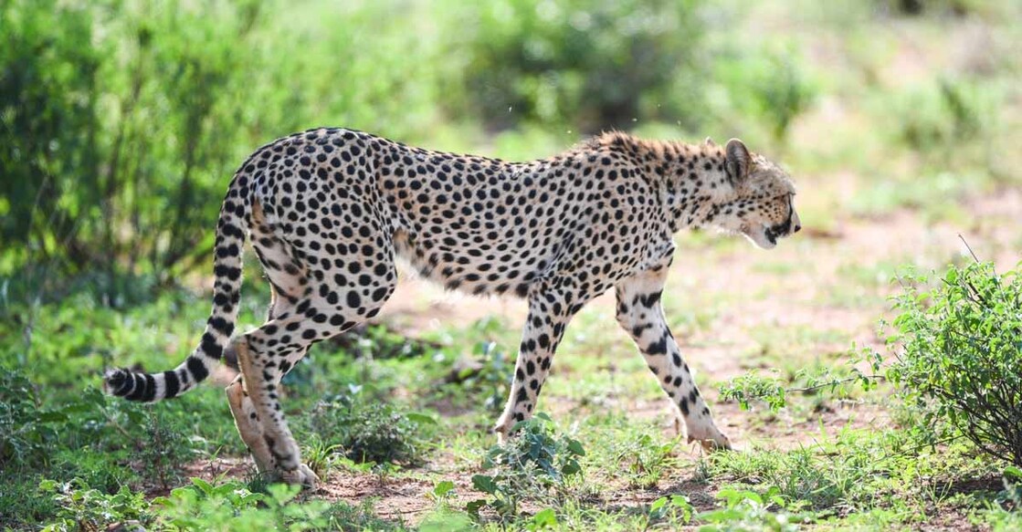 NAIROBI, June 15, 2019 (Xinhua) -- A cheetah looks for food at Samburu National Reserve, north of Kenya, June 14, 2019. The Samburu National Reserve is located in northern Kenya, covering an area of approximately 165 square kilometers. It attracts animals because of the Ewaso Ng'iro river that runs through it and the mixture of acacia, riverine forest, thorn trees and grassland vegetation. Grevy's zebra, gerenuk, reticulated giraffes and beisa oryx here are more than those in other regions of the country. The reserve is also home to lions, crocodiles, baboons, elephants and hundreds of bird species. (Xinhua/Li Yan/IANS)