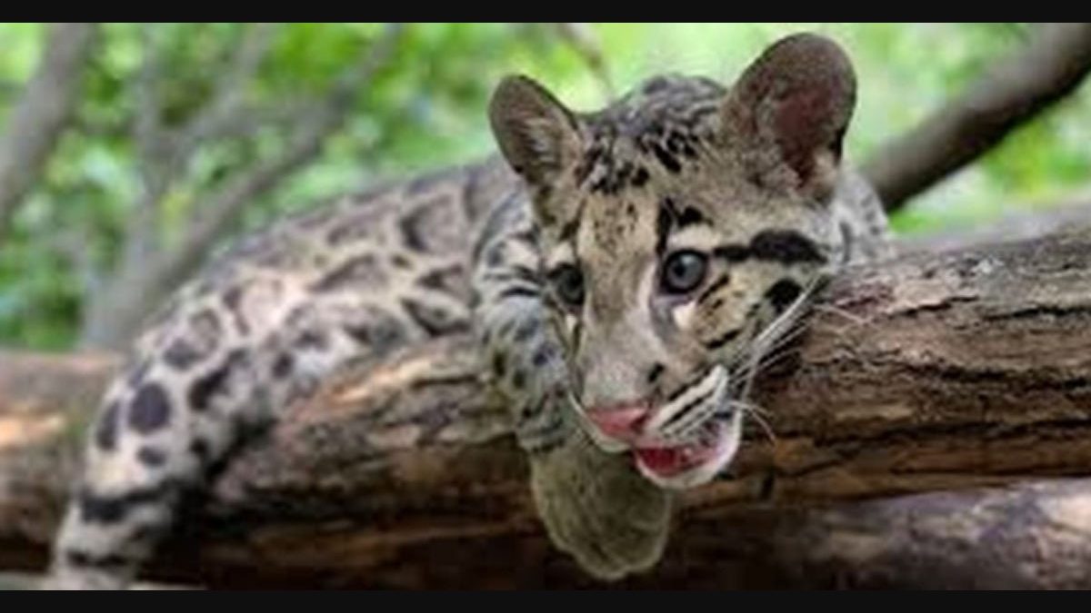 Three northeastern states to protect endangered clouded leopard | Lifestyle  News | English manorama