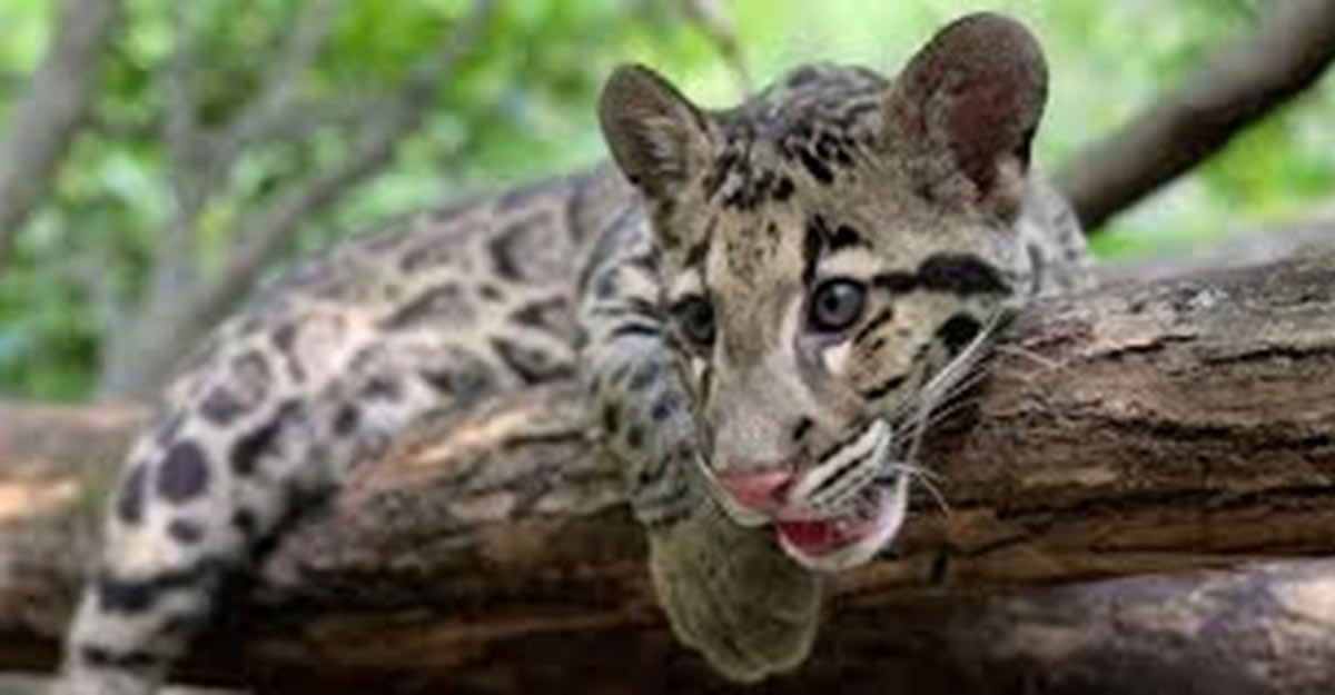 Tripura, Meghalaya, Mizoram to protect endangered Clouded Leopard. Tripura, Meghalaya, Mizoram to protect endangered Clouded Leopard.