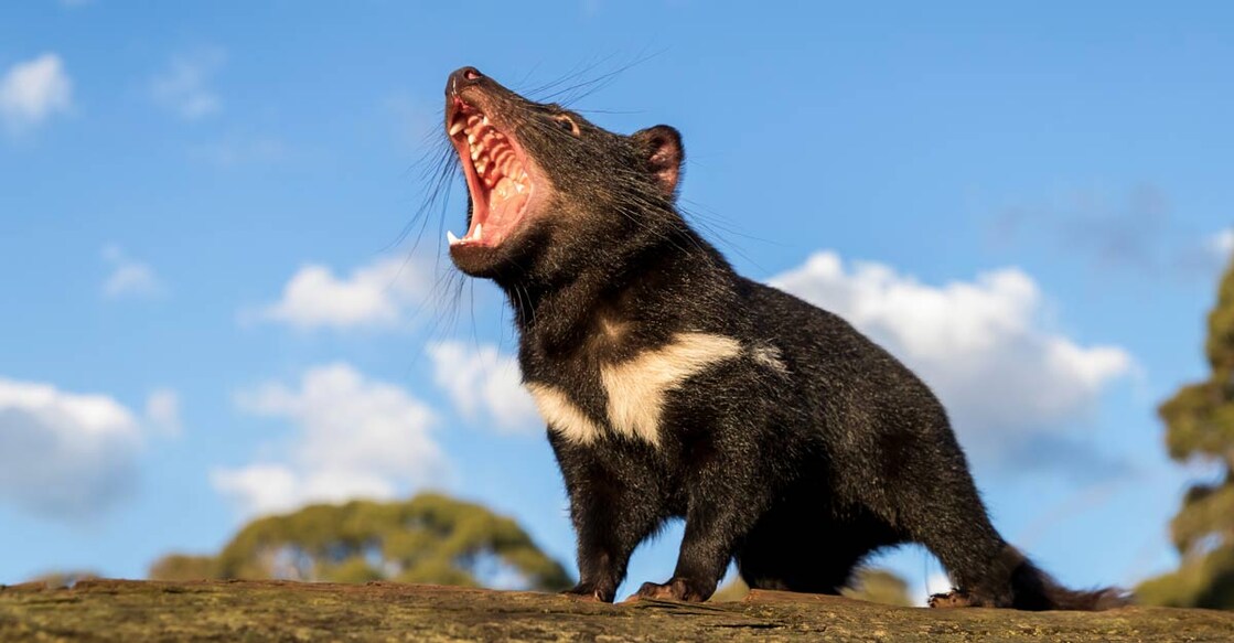 AUSTRALIA-ENVIRONMENT-TASMANIAN-DEVIL