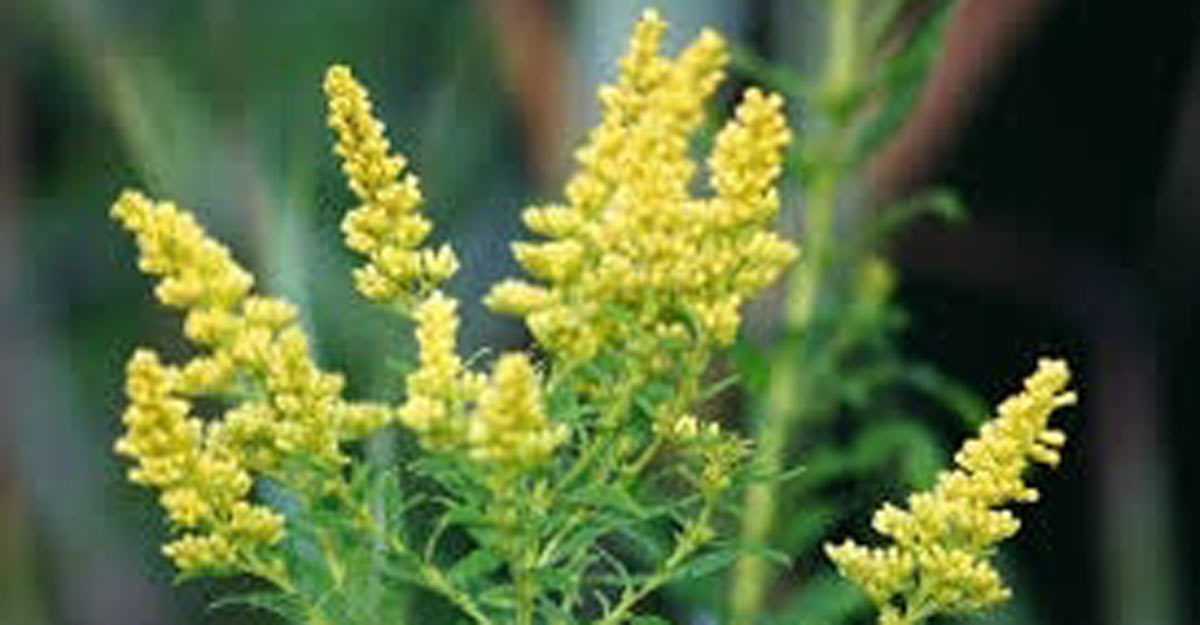 Golden rod flower Golden rod flower