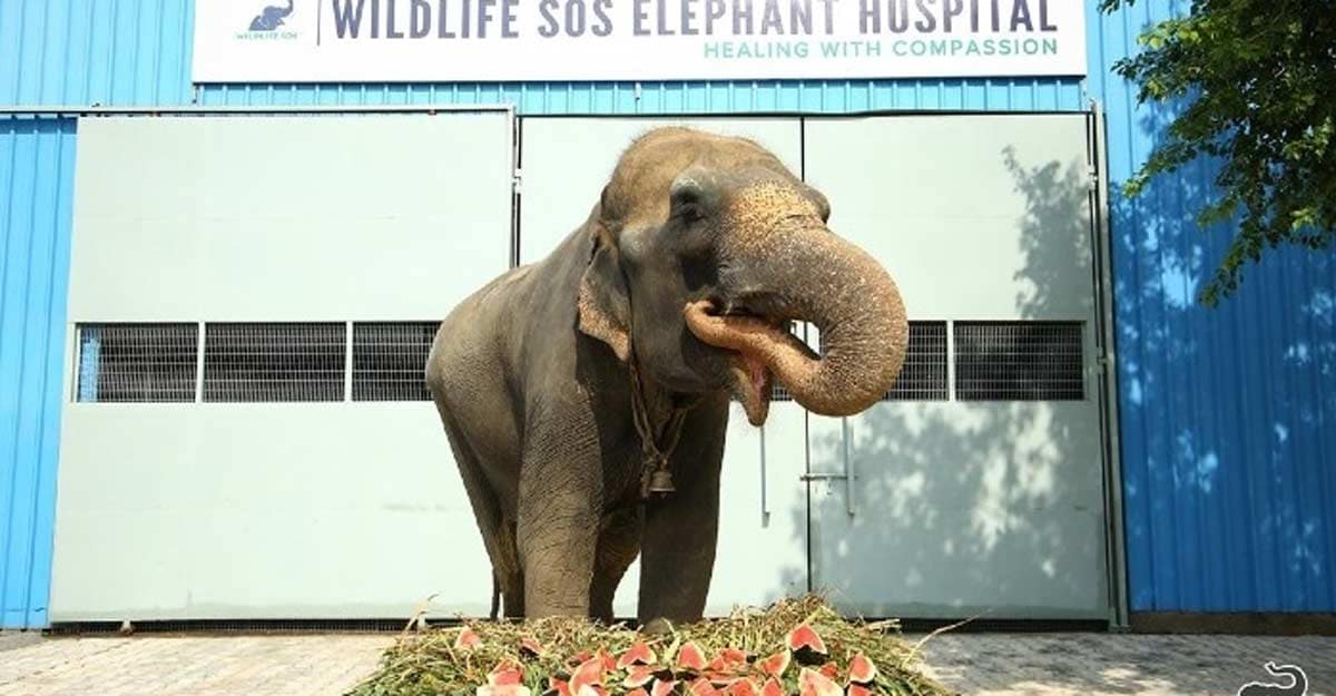 Blind elephant to get therapy in UP elephant hospital Blind elephant to get therapy in UP elephant hospital