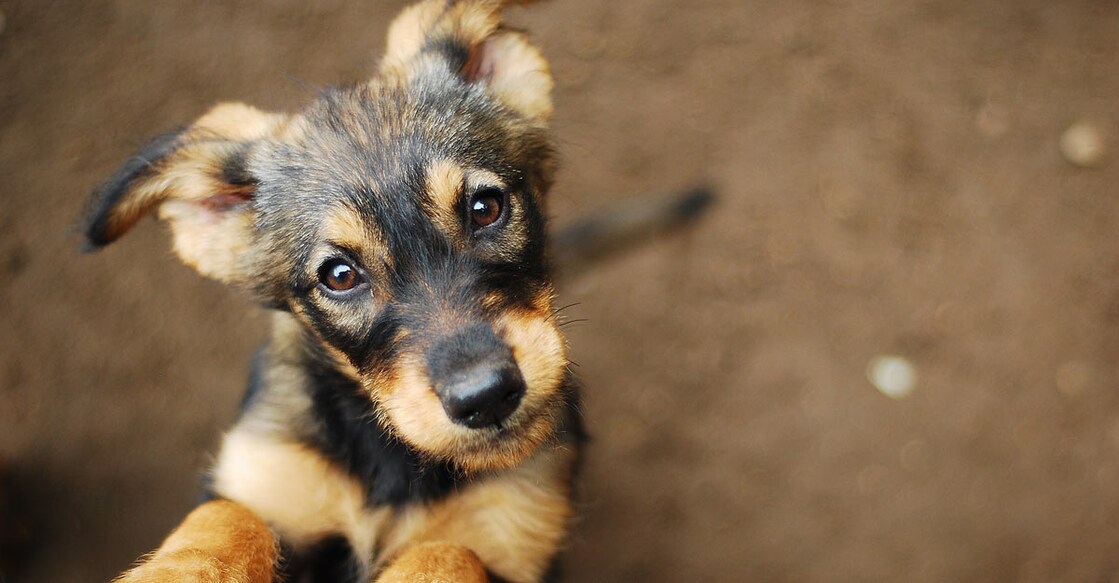 dog dog