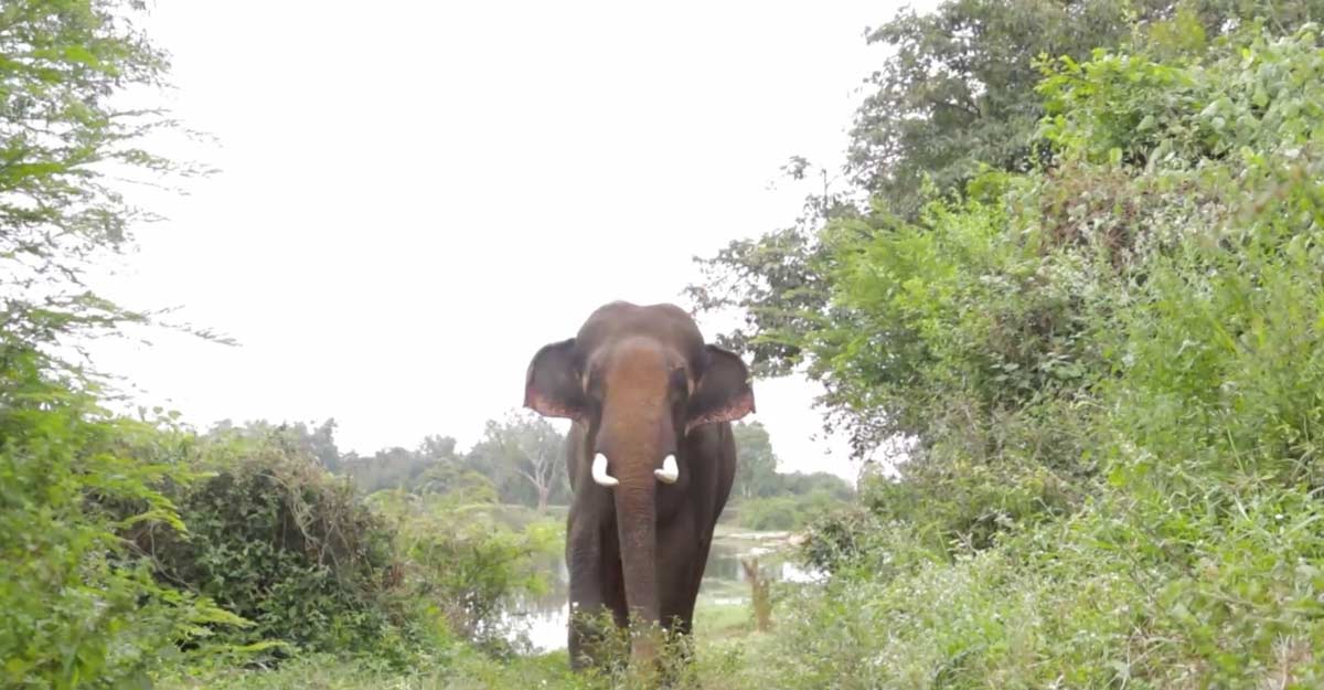 Free from confinement, a happy Diwali for elephant Sunder, Free from confinement, a happy Diwali for elephant Sunder,