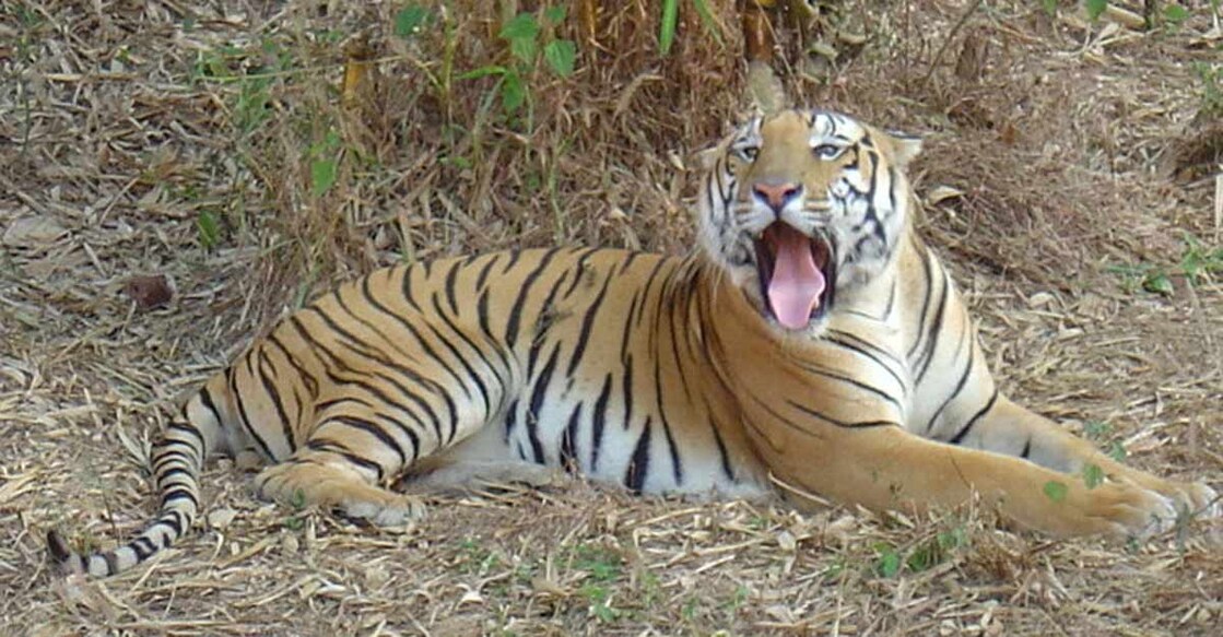 Pilikula Zoo's star attraction, tiger Vikram, dies of old-age.