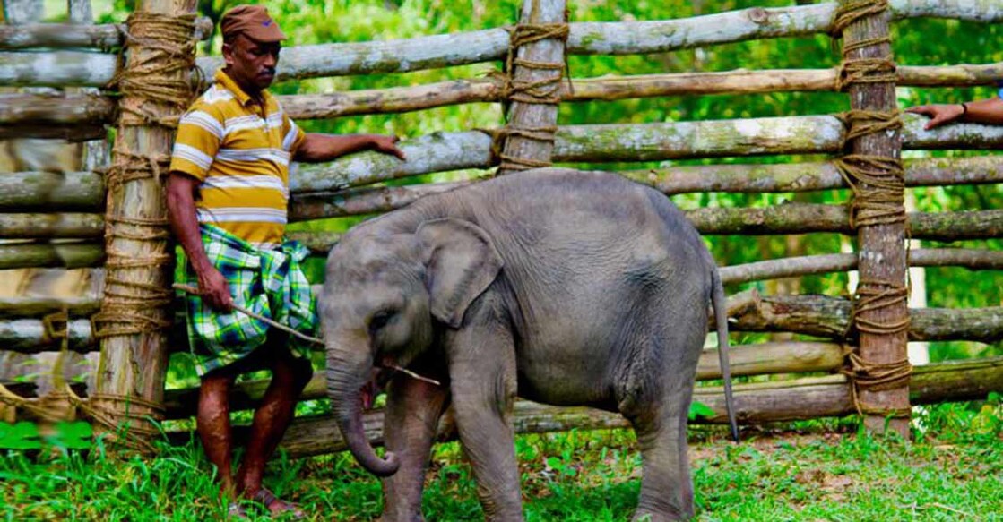 elephant rehabilitation kottoor